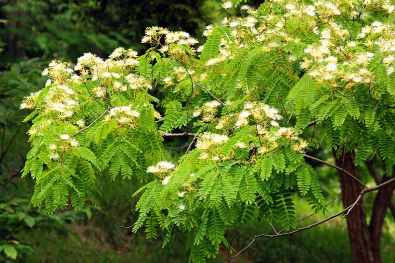 Tropical Seeds-White Siris Tree Albizia or Silk Tree 20 Seeds Albizia Procera image 3