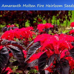 Flower Seeds - Bicolor Molten Fire Amaranth -Red foliage-100 seeds -Annual Flower-Bedding Plant