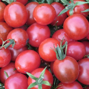 20 Heirloom Tomato Seeds -Wild Pink Cherry -Save Big on More Packs -Mix and Match! Sale!