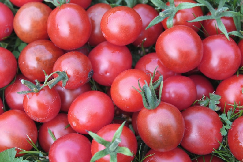 10 Seeds Wild Pink Cherry Tomato Good for Sauce and Fresh Etsy