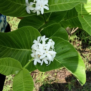 10 Heirloom Tropical Seeds-  Indrajava Kurchi Rare Container Tropical- Holarrhena pubescens-Save Big on More Packs -Mix and Match! Sale!