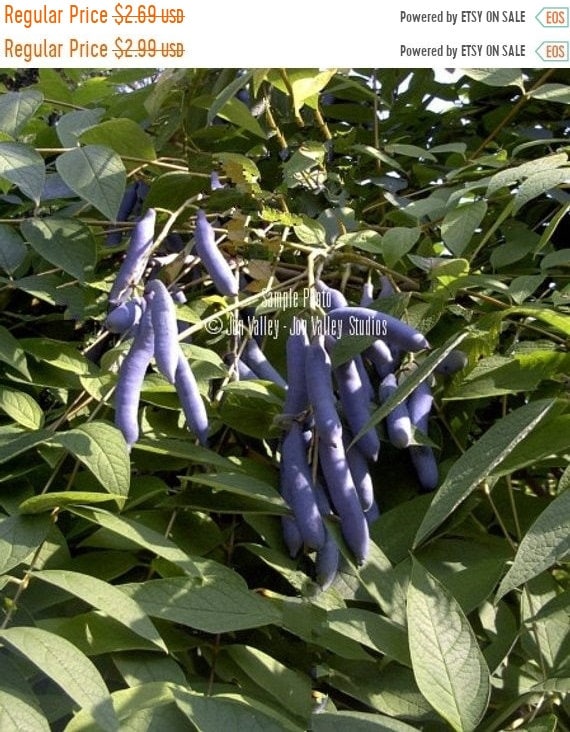 Blue Cucumber Tree 10 seeds Exotic Tropical Cold Tolerant Etsy
