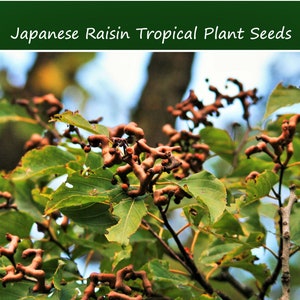 20 All Natural Heirloom Tropical Seeds-Japanese Raisin Tree - -Hovenia dulcis-Save Big on More Packs -Mix and Match- Sale!