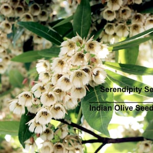 Tropical Seeds -Indian Olive Tree-3 Seeds /Stones -  Elaeocarpus floribundus-Save Big on More Packs Mix and Match Sale!