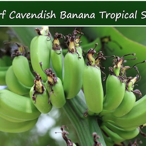 10 Heirloom Tropical Seeds - Dwarf Cavendish Banana- - Musa acuminata-Save Big on More Packs -Mix and Match! Sale!