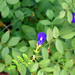 May include: A close-up of a blue butterfly pea flower blooming on a green leafy vine. The flower has a white center and is surrounded by green leaves.