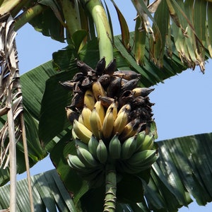 Tropical Seeds-Dwarf Cavendish Banana 10 Seeds Musa Acuminata subsp Burmannica image 2