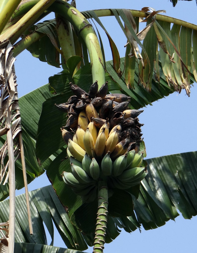 Tropical Seeds-Dwarf Cavendish Banana 10 Seeds Musa Acuminata subsp Burmannica image 2