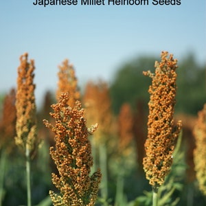 Heirloom Seeds - Japanese Millet - 5000 Heirloom Seeds -Forage Crop Ground Cover - All Zones  - Bird Seed
