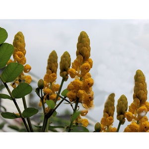 10 Heirloom All Natural Tropical Flower Seeds -Golden Lantern -Cassia reticulata-Save Big on More Packs -Mix and Match- Sale!