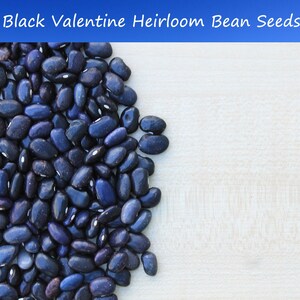 May include: A close-up image of a pile of black Valentine heirloom bean seeds. The beans are dark blue and have a slightly speckled appearance.