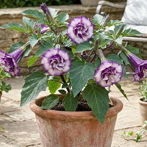 10 Purple Angels Trumpet Flower Seeds -Tropical Ornamental -Old Time Favorite-- Datura Metel fastuosa