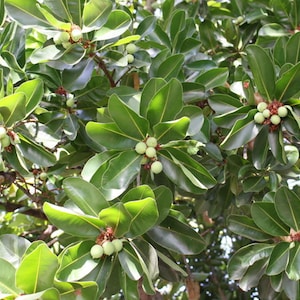 Macadamia Nut Tree SEEDS- 5 Seeds --Macadamia integrifolia -Container or standard- Seed Pack=-See Description-Its fun to grow a tropical!