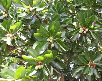 5 Macadamia Nut Tree SEEDS! Macadamia integrifolia -Container or standard!