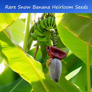 Banana Seeds - Snow Banana -10 Very RARE! Musa nepalensis-Collectors Favorite -Ensete glaucum- Save Big on More Packs -Mix and Match- Sale!