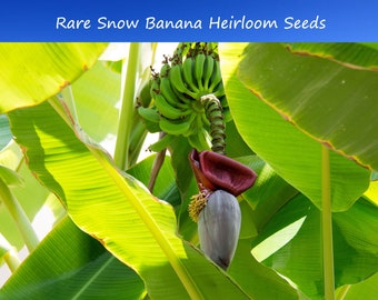 Banana Seeds - Snow Banana -10 Very RARE! Musa nepalensis-Collectors Favorite -Ensete glaucum- See Listing Below