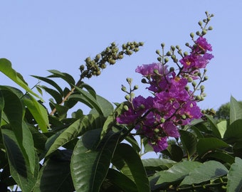 Tropical Seeds - Crepe / Crape Myrtle- 20 Heirloom Seeds -Purple Blooms- Zones 8+ OR Container Gardening -Lagerstroemia