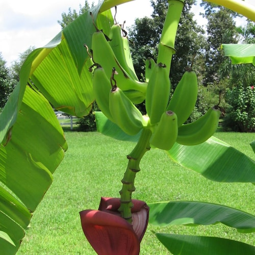 10x Musa Balbisiana Faserbanane Samen - Tropische Gartenpflanzen