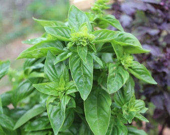 Herb Seeds-Italian Sweet Basil- 100 Heirloom Seeds! All Natural- Indoors or Out