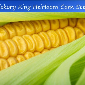 May include: Close-up of a yellow ear of corn with green husks. The corn kernels are plump and juicy, and the husks are fresh and vibrant.