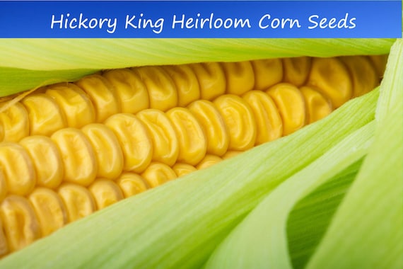 50 Heirloom Hickory King Yellow Corn Seeds- Great for Roasting or Dried for Flour!