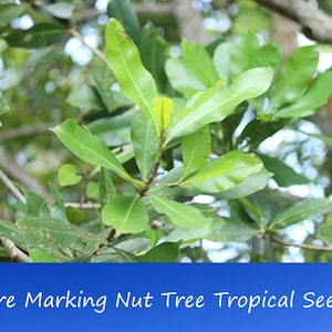 Tropical Seeds - Marking Nut Tree - 5 Seeds --Semecarpus anacardium -Good Container Seed Pack--Save Big on 2 or More Packs Mix and Match