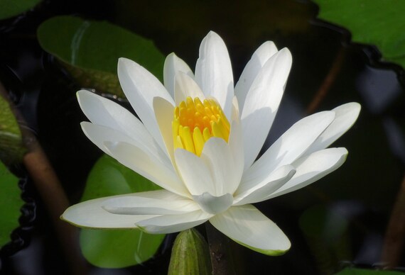 Graines Nénuphar Blanc Nymphaea Pubescens - 100 Graines, Plante Aquatique Fleurie Pour Bassin