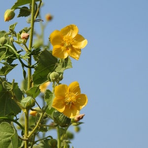 May include: A close-up of a yellow flower with five petals, growing on a green stem with leaves. The flower is in focus, while the background is blurred.