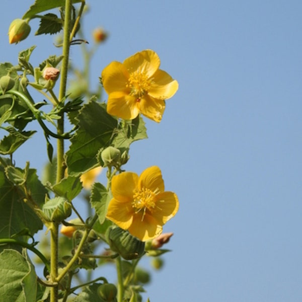 Indian Mallow-Abutilon -20 Seeds-  Ornamental Plant seed Pack-See Listing Below