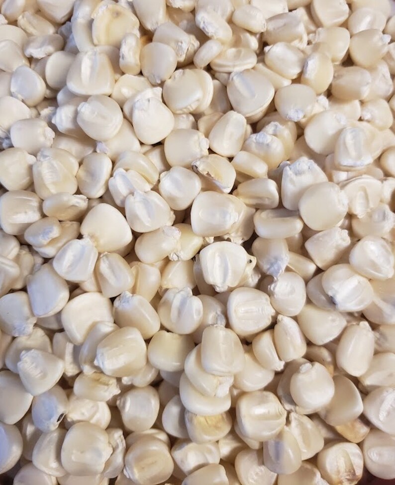 20 Hickory King White Corn Seeds 1800 Heirloom Beautiful Etsy