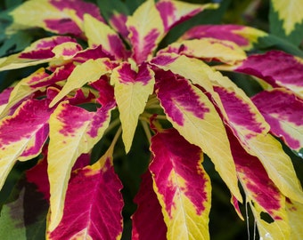 Flower Seeds- Amaranthus Tricolor Perfecta -Yellow Red and Green foliage -100 seeds-Sun or Shade-Butterflies-Hummingbirds Love!