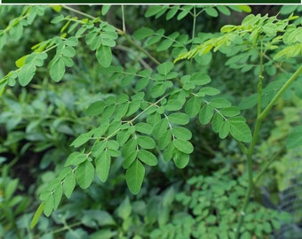 Tropical Seeds -Moringa Concanensis- 10 Seeds- Konkan Moringa Showy White Flowers-See Listing Below- Seed Pack--Limited Supply