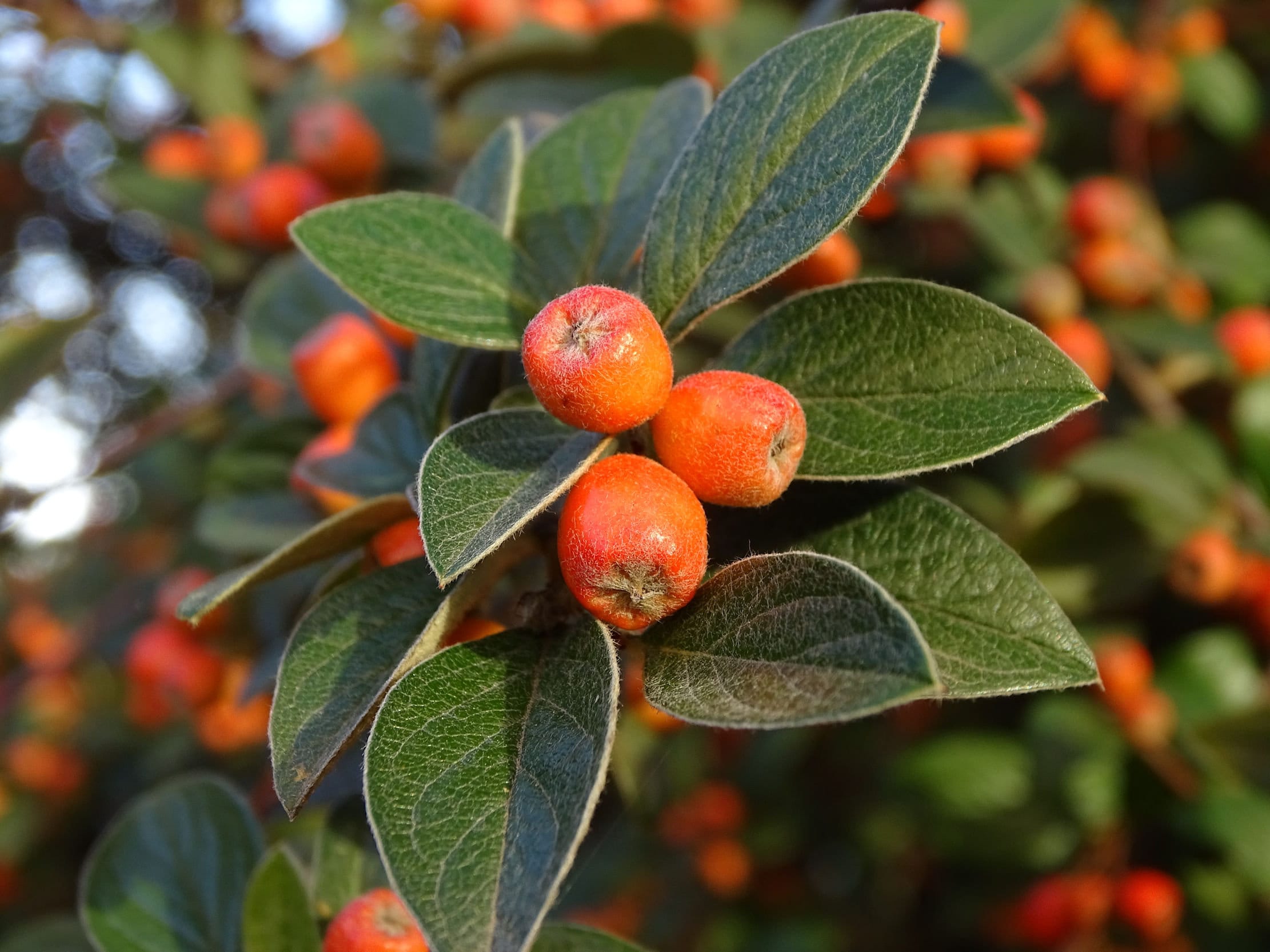 Колючий кустарник