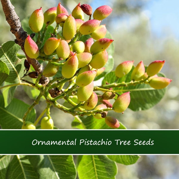 Pistachio Tree Etsy