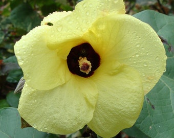 Tropical Seeds-Yellow Tropical Rose Mallow -20 Flower Seeds!  -Hibiscus Vitifolius