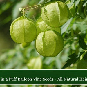 Love in a Puff - Balloon Vine -10 Seeds-Cardiospermum halicacabum-Tropical Flower-Save Big on More Packs -Mix and Match- Sale!