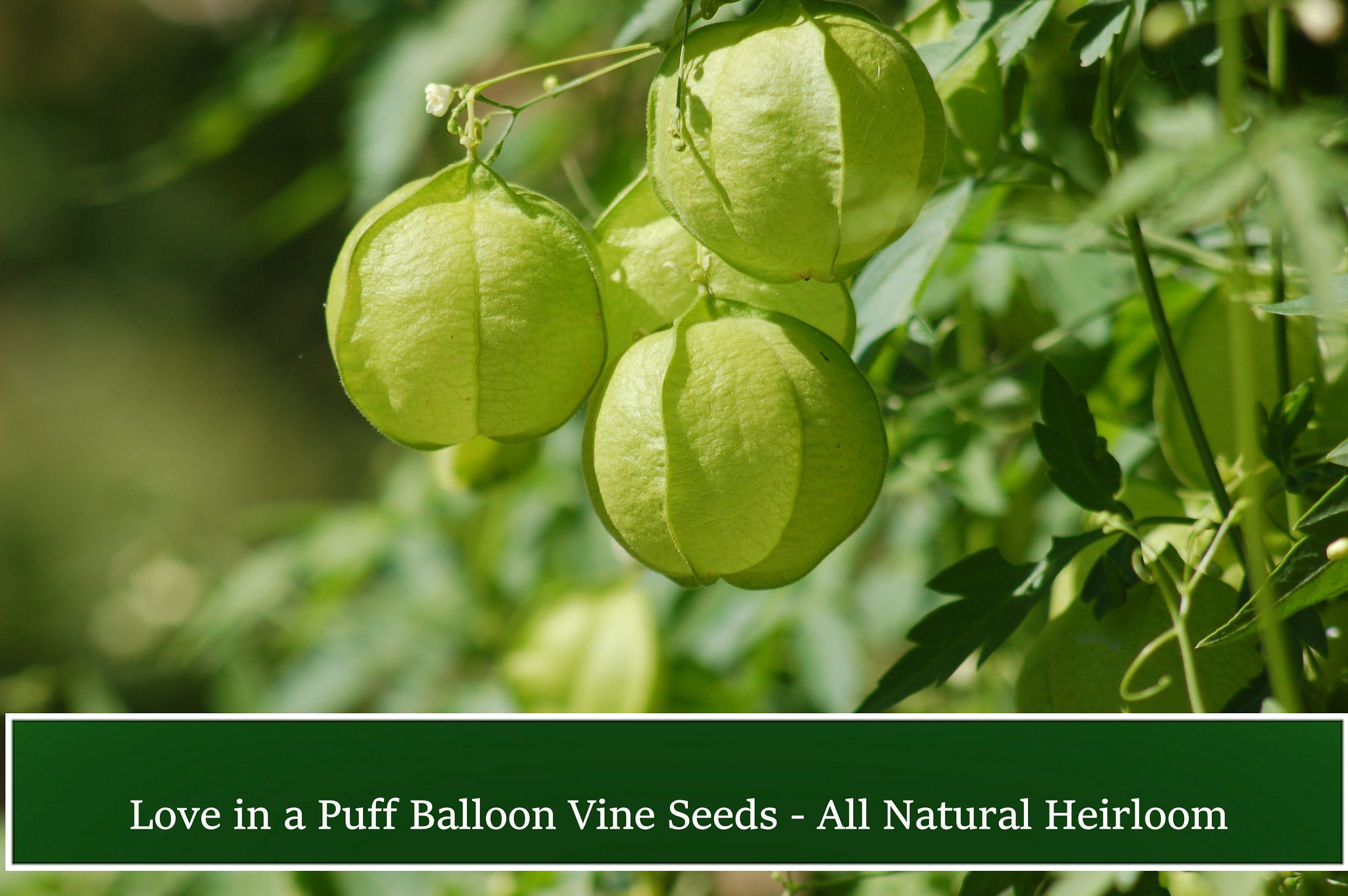 Love In A Puff Balloon Vine 10 Seeds Cardiospermum Etsy Love In A Puff Balloon Vine 10 Seeds Cardiospermum Etsy