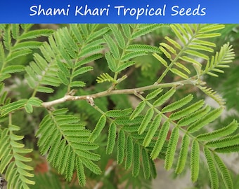 10 Heirloom Tropical Seeds -Shami Khari   Prosopis cineraria-Save Big on More Packs -Mix and Match! Sale!