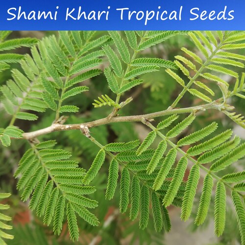 5 Heirloom Tropical Seeds -Shami Khari   Prosopis cineraria