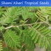 see more listings in the Tropical Plant Seeds section