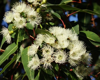 Tropical Seeds -Lemon Scented Gum -Eucalyptus citriodora Tree - 40 Seeds - Aromatic Leaves and Flowers