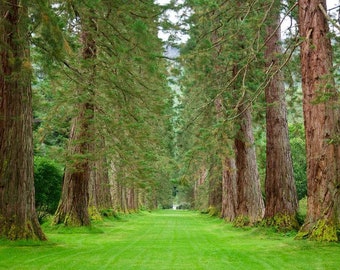 Tree Seeds -Giant Sequoia  10 Heirloom Seeds -Sequoiadendron giganteum -Ancient Giant -Grow Anywhere