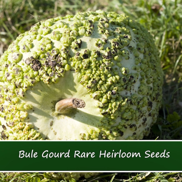 Heirloom Gourd Seeds- 10 Bule Gourd Seeds-   Crafts -Fall Decorations- Unique and Rare