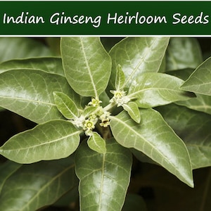 25 Heirloom Tropical Seeds- Indian Ginseng- Ashwaganda-Withania Somnifera --Save Big on 2 or More Packs Mix and Match Sale!