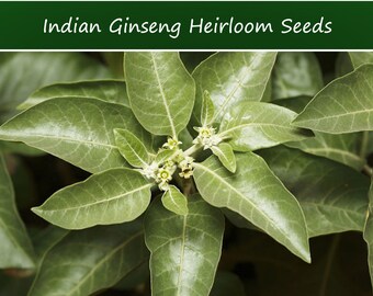 Tropical Seeds- Indian Ginseng -25 Seeds- Ashwaganda-Withania Somnifera -See Listing Below- Evergreen Shrub -  -Container Gardening