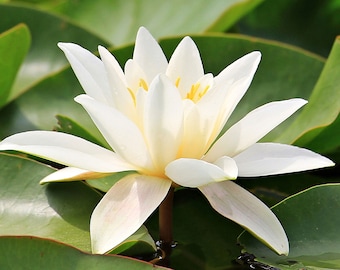 20 SEEDS- White Hairy Water Lily Flower-Perfect for Water Features -Small Water Pots on the Deck -Nymphaea pubescens-See Listing