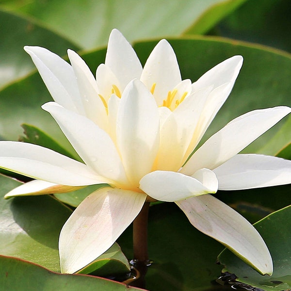 20 SEEDS- White Hairy Water Lily Flower-Perfect for Water Features -Small Water Pots on the Deck -Nymphaea pubescens-See Listing