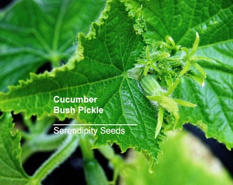 Bush Pickle Cucumber Seeds - 20 Heirloom Vegetable Seeds