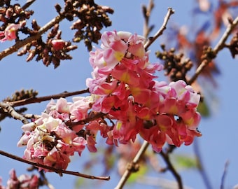 Tropical Seeds - Pink Shower Tree 5 All Natural Seeds - Ornamental Tropical - Coral Tree - Cassia grandis