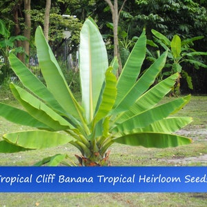 Tropical Seeds - Cliff Banana -10 Heirloom Seeds -Ensete superbum -See Listing